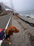 Urban Hound on a Beach Stroll