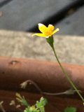 Sunny Bloom in Altadena
