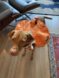 Canine Fashionista