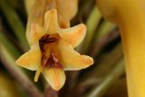 Bee in a Yellow Flower