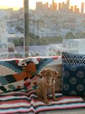City Canine Couch Companion