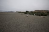 Foggy Northern California Beach on Father's Day