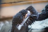 Frosty Beak Bird
