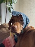 Furry fashion icon
