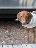Stylish Canine Companion