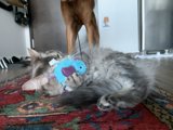 Playful Cat on Hardwood Floor