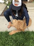 Bonding with Man's Best Friend