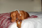 Cozy Canine
