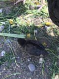 Blackbird in Greenery