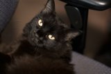 The Relaxed Black Cat