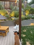 Evening Harmony in the Backyard