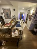 Feline Visitor in the Salon