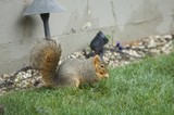 Fox Squirrel Foraging on Suburban Lawn