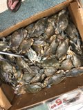 Crabs on the Move