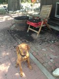 Dog's Day Out in Californian Summer