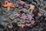 Vibrant Tide Pool Community at Schoolhouse Beach
