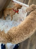 Playtime on the Rug