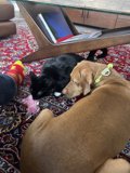 Furry Friends Relaxing in the Living Room