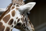 Elegant Emissary at SF Zoo