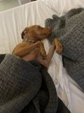 Cozy Canine