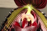 Red-Centered Flower