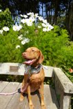 Serene Canine