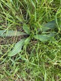 Green leaves in Golden Gate Park