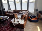 Brown Dog Relaxing on Living Room Couch