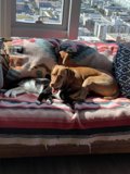 Cozy Companions