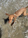 Beach Pup