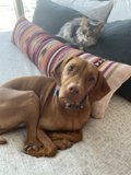 Best Furry Friends