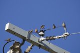 Avian Assembly on High