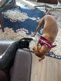 Playtime Pals