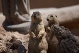 Ground Squirrels Strike a Pose