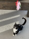 Feline Fun