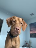 The Canine Star