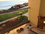 A Canine's View of the Ocean