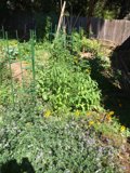 Serenity in the Garden
