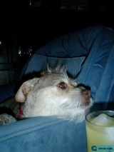 Couch Potato Pup