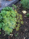 Dill in Full Bloom