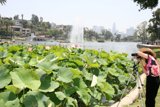 Capturing the Beauty of the Lotus Plant