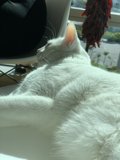 White-on-White Relaxation