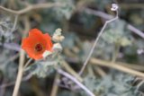 Lone Orange Geranium Flower
