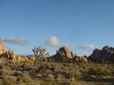 Majestic Joshua Trees in Joshua Tree National Park