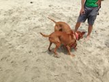 Man's Best Friends on the Beach