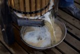 Pouring Fresh Milk at the Apple Farm