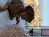 Urban Pup Retreat
