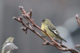 Lesser Goldfinch Perched on Winter Branch
