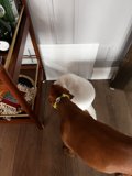 Pets on Hardwood Floor
