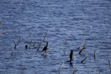 The Bird Gathering at Lake Merced